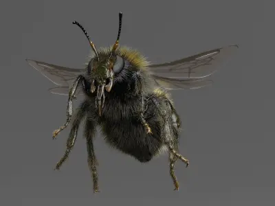  Bumblebee White-tailed Animated 