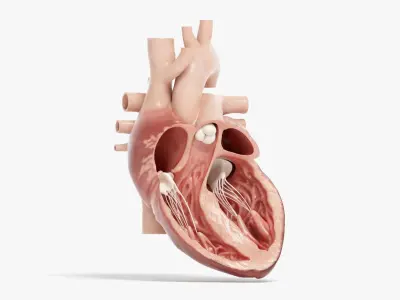  Human Heart Animated (Pro Version) 