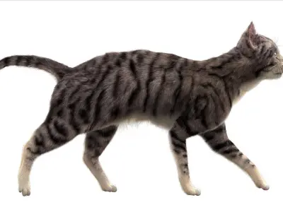  catAnatomy 3D 