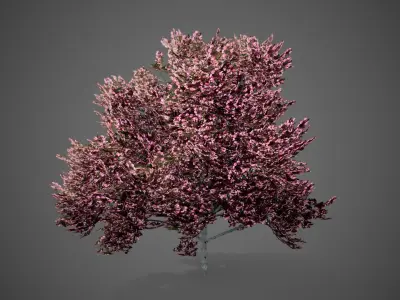 Peach Tree Flowers LODs Low-poly 3D model