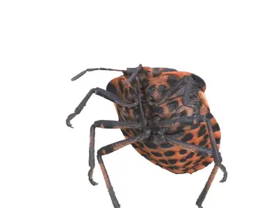  BEETLE GRAPHOSOMA BUG ANATOMY INSECT 
