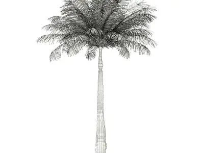 Bottle Palm Tree 3D Model 5m 3D model