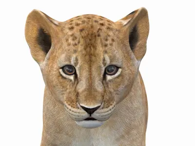  Animated Lion Cub 3D Model Bundle Natural and White 
