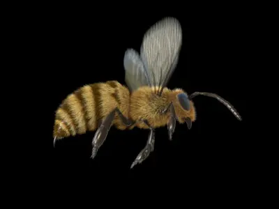  Animated Bee for Cinema 4D 