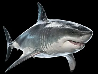 Great White Shark Rigged 