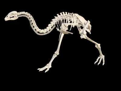 MOA Little Bush Moa Skeleton 