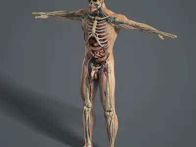  Male and Female Anatomy Essentials Pack (Textured) 