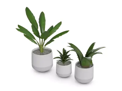 Home decorations Artificial plants 3D model