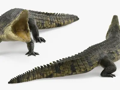  Crocodile with Open Mouth 