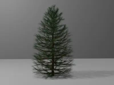 Pine Tree 1 3D model