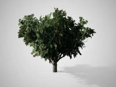 Common Hawthorn Tree Low-poly 3D model