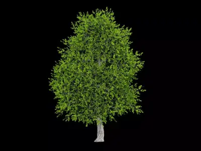 Realistic Tree Low-poly 3D model