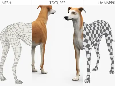  Adult Racing Greyhound Male Fawn Fur for Maya 