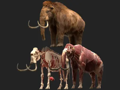  Mammoth Anatomy (Fur) 