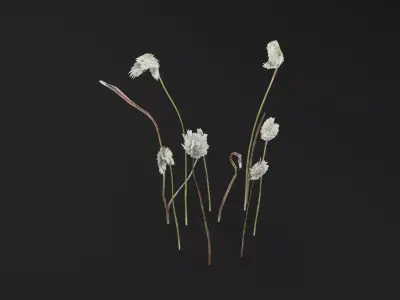 Eriophorum Plant Low-poly 3D model