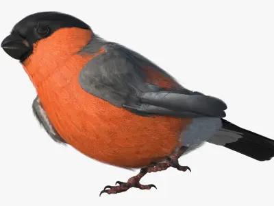  Bullfinch Male Bird with Red Belly in Nest 