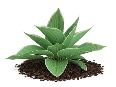 Hosta Plant Hosta kiyosumiensis 3D model