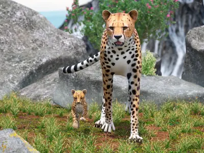  Cheetah with Cub Walking 