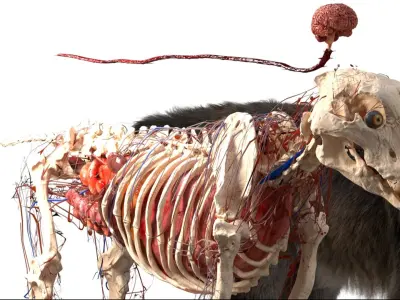  wolfAnatomy 3D 