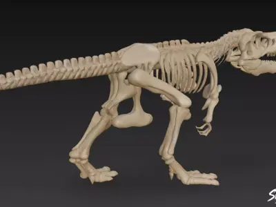 Tyrannosaurus Rex fossil Low-poly 3D model