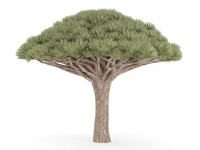 Dragon Tree 3D model
