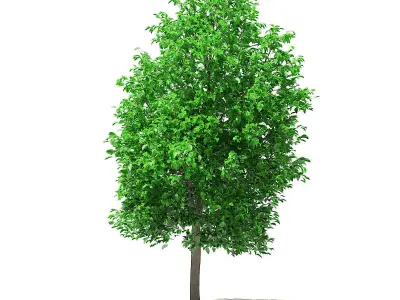 Grapefruit Tree 3D model