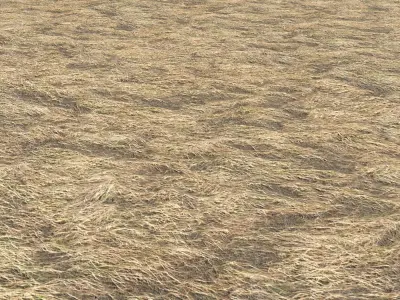 Dry grass field 2 PBR Texture