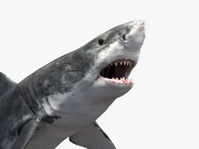 Shark (Rigged) 
