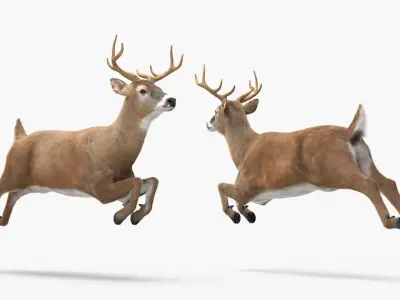  Whitetail Deer Running Pose Fur for Cinema 4D 