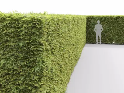 Thuja occidentalis hedge 03 3D model