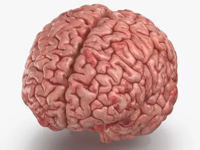 Human Brain (3D Printable) 