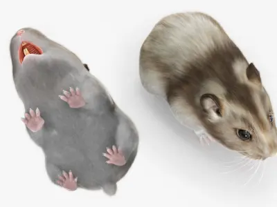  Campbell Dwarf Hamster Brownish Gray Fur Rigged for Cinema 4D 