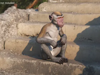  Rhesus Macaque Monkey Gray Rigged 