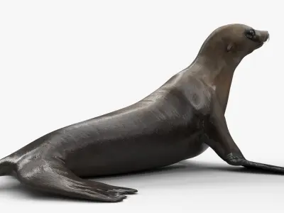  California Sea Lion Walking Animated Rigged for Maya 
