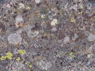 Old Mossy Stone Lichen Texture for 3D Environments Texture