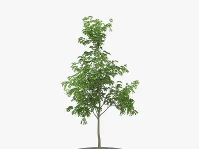 Street Tree 02 3D model