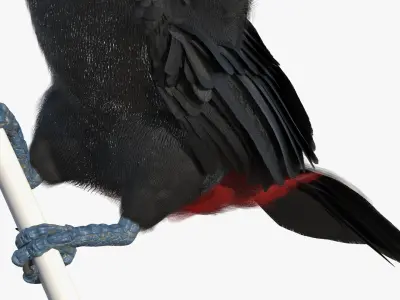  Toucan on Branch Fur for Maya 