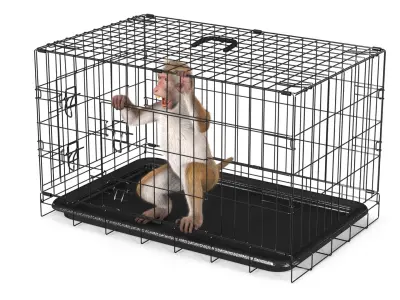  Aggression Brown Macaque Isolated in Cage Fur for Maya 