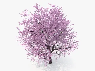  Flowering Cherry Tree 