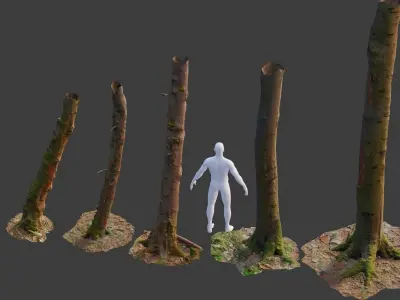 PBR Beech Tree Dead Trunk Collection Realistic Scan  Low-poly 3D model