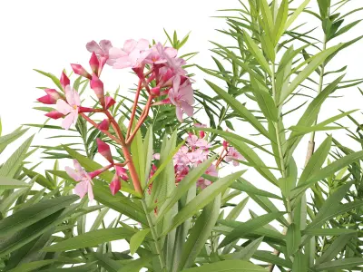 HighpolyLowPoly - Nerium oleander - Rosebay 01 Low-poly 3D model