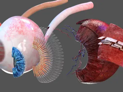  Cross-Section of the Human Eye Left Part 