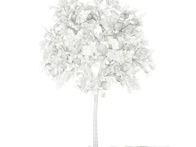 Grapefruit Tree with Fruits 3D model