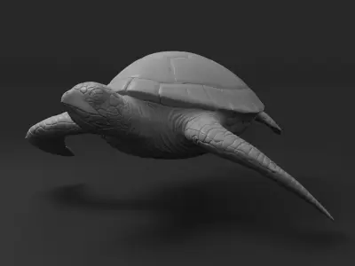 Turtle green sea 3D print model