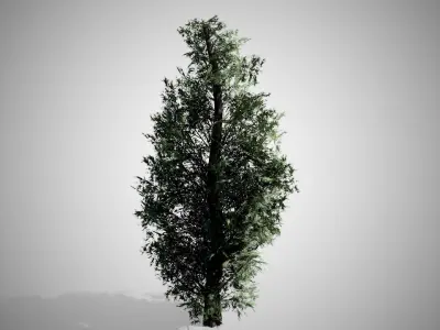 Eastern Red Cedar Tree Low-poly 3D model