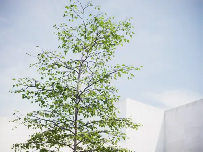 Small spring tree vpt024 3D model