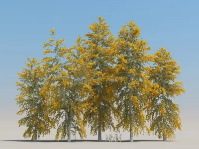  100 Summer Broadleaf Trees 