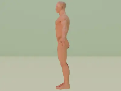 anataomy exercise 3D model