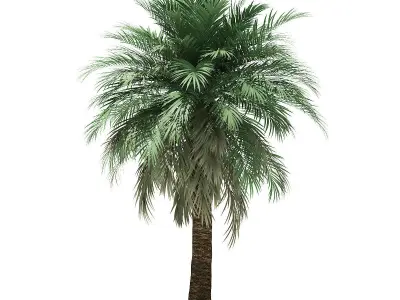 Butia Palm Tree 3D Model 5m 3D model