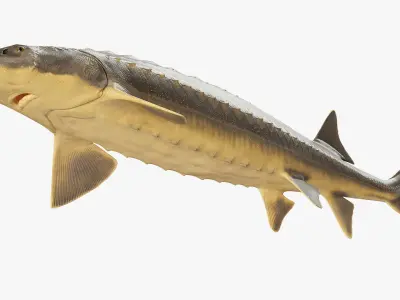  Sturgeon Fish Rigged for Maya 